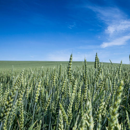 Early wheat seed - FIXUM - KWS SAAT AG - spring / rust resistant / powdery mildew resistant