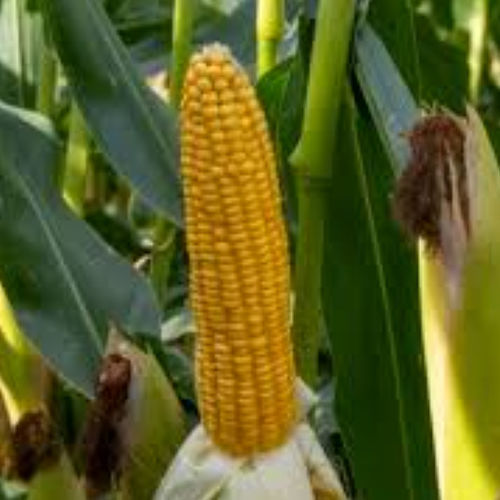 Very early corn seed - GISO - KWS SAAT AG - grain / high level of starch / hybrid