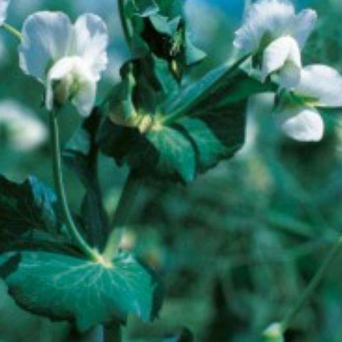 Medium protein pea seed - TELEGRAM - KWS SAAT AG - mosaic virus resistant / oilseeds and protein crops / resistant to lodging