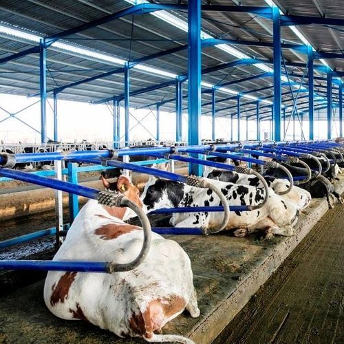 Latex cow mattress MILKPLAN S.A. for cubicles