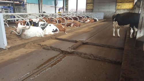 Chain manure scraper - Master  - Pellon Group Oy - straight / for slatted floors