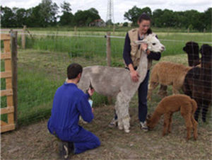 Cattle animal pregnancy detector - Rheintechnik Weiland & Kaspar GmbH & Co. KG - goat / sheep / for equine