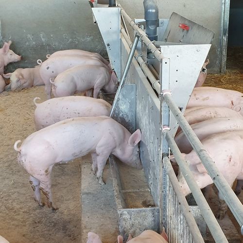Pig feeder - Longtail - Schauer Agrotronic GmbH - metal / multi-access