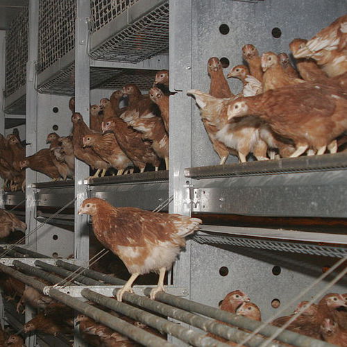 Pullet farming system - SCHULZ Systemtechnik GmbH