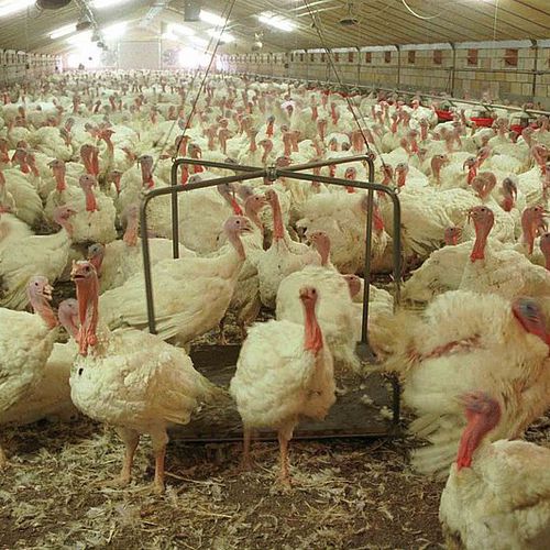 Cages Broiler farming system - SCHULZ Systemtechnik GmbH