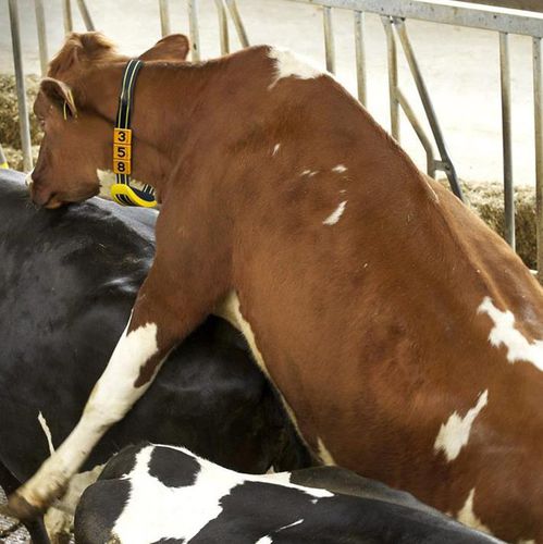 Cow monitoring system - SEZER TARIM ve Sagim Teknolojileri San. ve Tic. Ltd. Sirketi - health