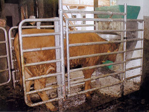 Cattle feed station - System Happel GmbH - with management software / automatic identification system / programmable