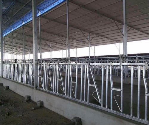 Cow headlock - Tai'an Yimeite Machinery Co., Ltd. - self-locking / tubular / adjustable