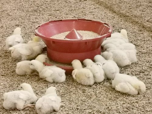 Poultry feeder - Spitfeeder - TIGSA - plastic / multi-access / circular