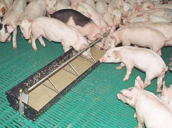 Piglet trough - Starter series - W. DOMINO A/S - polyethylene / stainless steel / multi-access