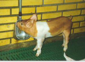 Swine waterer - H2O series - W. DOMINO A/S - bowl / stainless steel