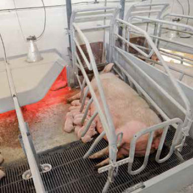 Adjustable farrowing stall - AKD - WEDA Dammann & Westerkamp GmbH