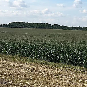 Silage corn seed - P8200 - DuPont Pioneer - eyespot resistant / hybrid / resistant to lodging