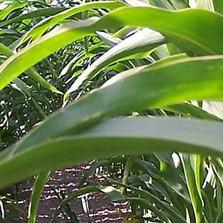 Late corn seed - DS1897B - DuPont Pioneer - grain / silage / hybrid