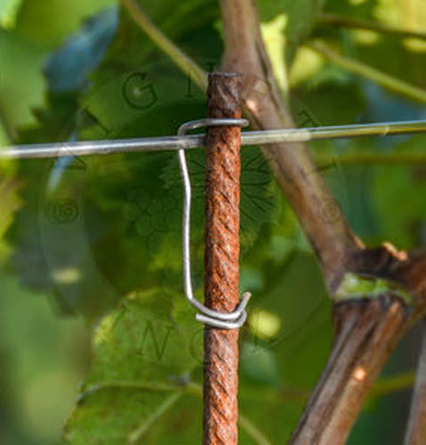 Stainless steel wire clip - ART.65LIV - Vignetinox