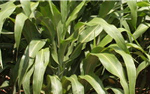 Sorghum fodder - AF7401 - Alta Seeds - for animal feed / hybrid