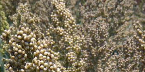 Medium early sorghum seed - Aphix AG1301 - Alta Seeds - grain / hybrid