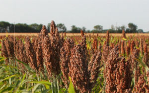 Mid-late sorghum seed - Aphix ADV G3247 - Alta Seeds - grain / hybrid