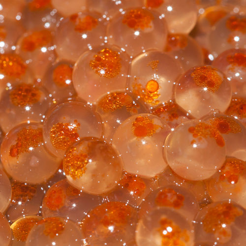 Fish feed supplement - Aller Aqua - for animals / protein / vitamin