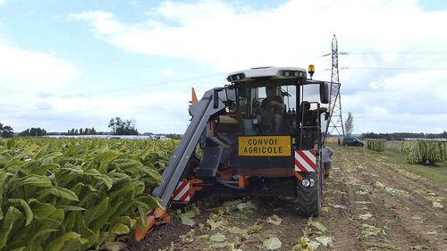 tobacco harvesting machine for sale Tobacco harvester machine - M20 - Somaref