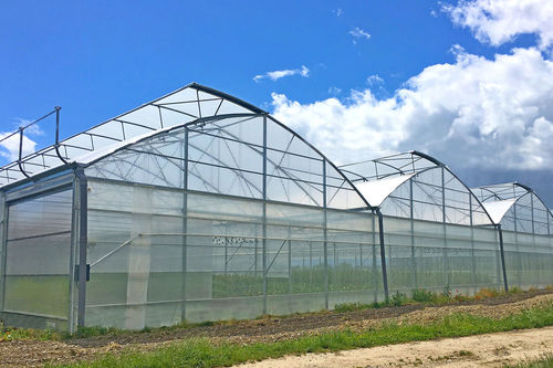 Multi span greenhouse - MultiArt - Europrogress - commercial production ...