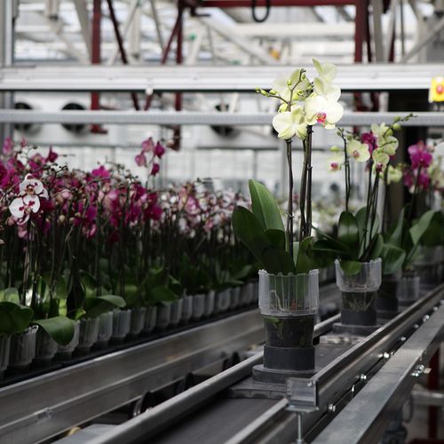 Pot conveyor - FL’EX Delivery system for potted plants - Flier Systems - belt