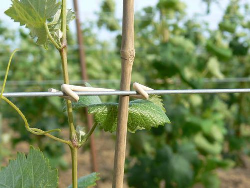 Plastic wire clip - ATV65 - Prenas Plastique