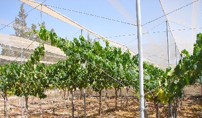 Hail net - Rufepa - plastic / for crops