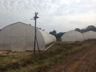 Tunnel type greenhouse - Rufepa - plastic / steel frame