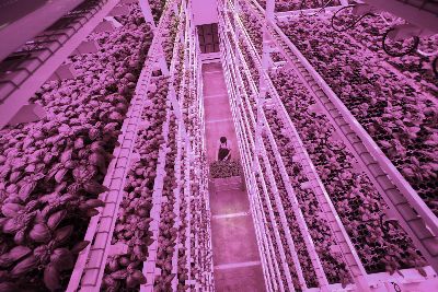 Plant growth farming system - Rufepa - germination / vertical