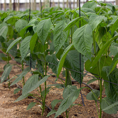 Plant support twine - Armando Alvarez Group - high-density