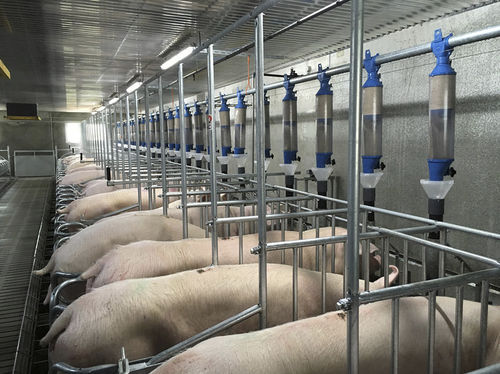 Pig feeding equipement - Asserva - chain / dry feed