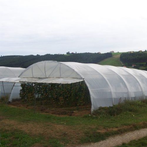 Tunnel type greenhouse - 950 - Asthor - gardening / ornamentals production / plastic