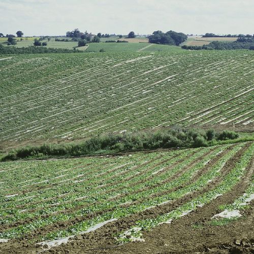 Plastic mulch - ISOLENE - Barbier Groupe