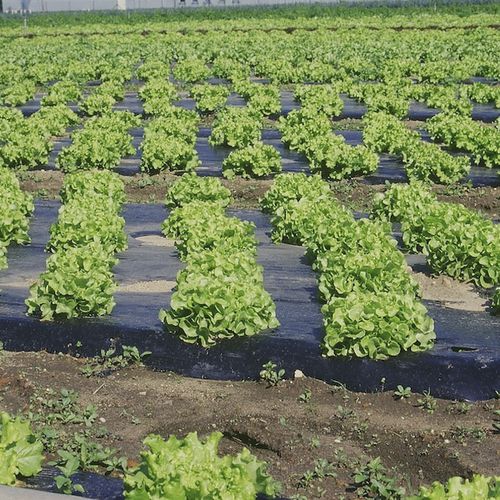 Plastic mulch - ISOLSTAR BLACK - Barbier Groupe