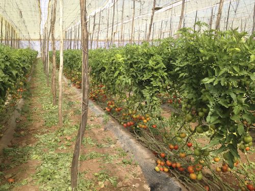 Greenhouse protective cover - OPALIN PRO SRI ICARE  - Barbier Groupe - UV protection / thermal / transparent
