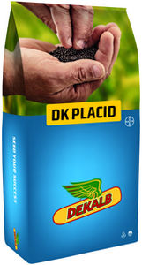 Medium early rape seed - DK PLACID - DeKalb - phoma resistant / hybrid / resistant to lodging