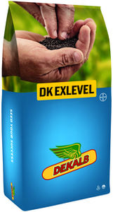 Medium early rape seed - DK EXLEVEL - DeKalb - phoma resistant / hybrid / resistant to lodging