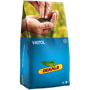 Medium early rape seed - V407OL - DeKalb - phoma resistant / hybrid / resistant to lodging