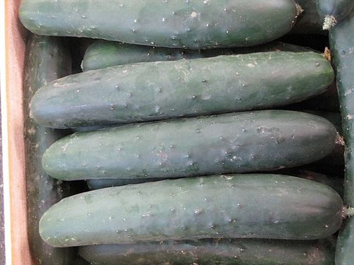 Hybrid cucumber seed - Jazzer F1 - AGRI-SEMENCES