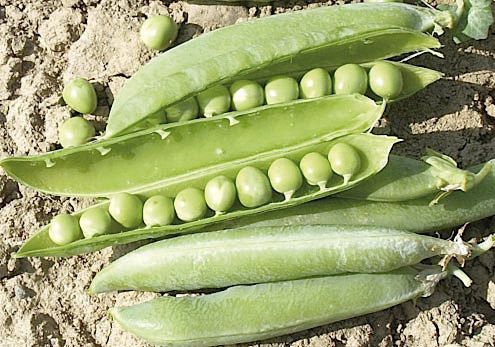 Medium early protein pea seed - Altesse - AGRI-SEMENCES