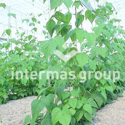 Plant support netting - 32, 71, 35 Series - INTERMAS - polypropylene