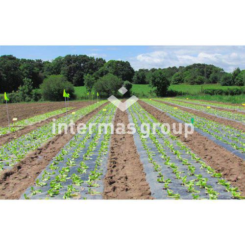 Soil cover film INTERMAS UVresistant / perforated / biodegradable