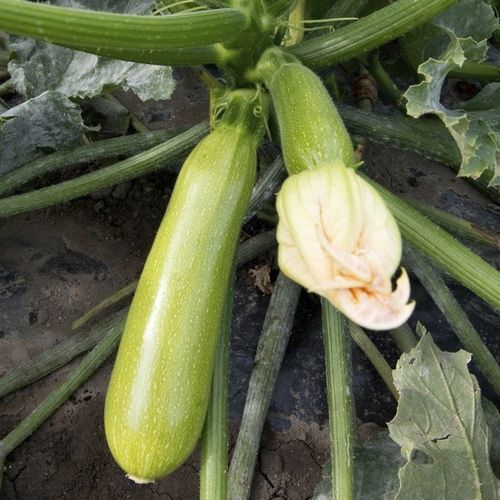 Early zucchini seed MAJESTÉE F1 DUCRETTET A. powdery mildew