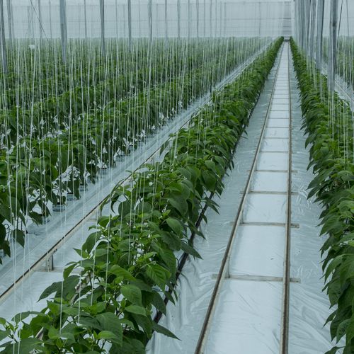 Ground covering film - OERLEMANS PLASTICS BV - for greenhouse / UV protection