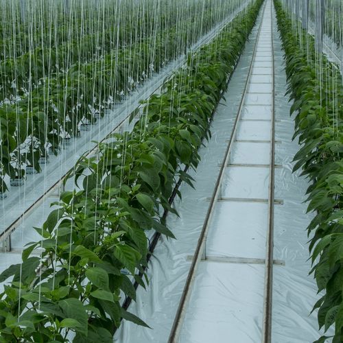 Greenhouse sheeting - MONOFLEX - OERLEMANS PLASTICS BV - black / for soil substrate