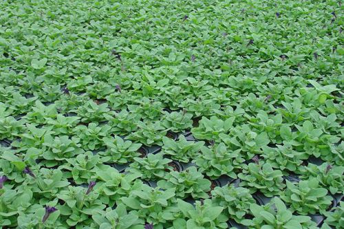 Peat substrate - TPS - Jiffy Products International BV - loose / coarse