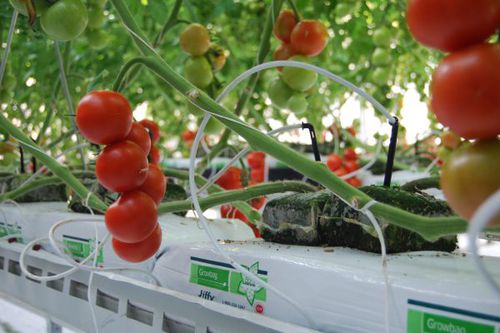 Soilless system grow bag - 5050 - Jiffy Products International BV