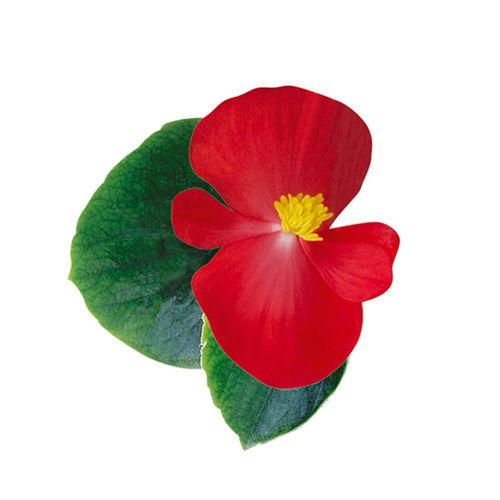 Annual floral seed - Ambassador - SAKATA ORNAMENTALS EUROPE A/S - mix of colors / pink / white