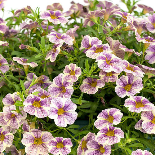 Annual floral seed - Calipetite® - SAKATA ORNAMENTALS EUROPE A/S - pink / yellow / red
